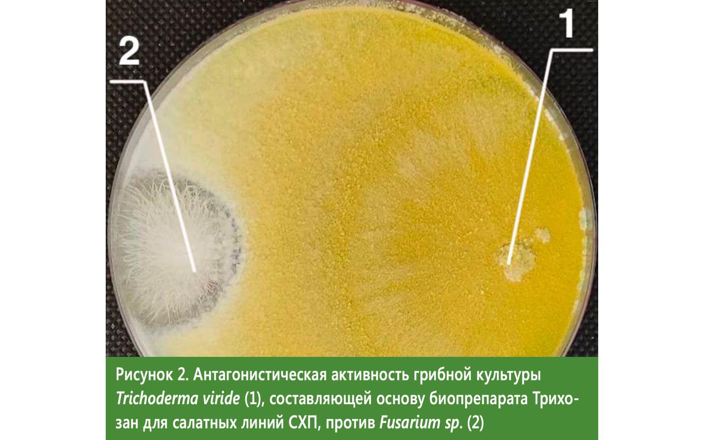 Антагонистическая активность грибной культуры Trichoderma viride (1), составляющей основу биопрепарата Трихозан для салатных линий СХП, против Fusarium sp. (2)