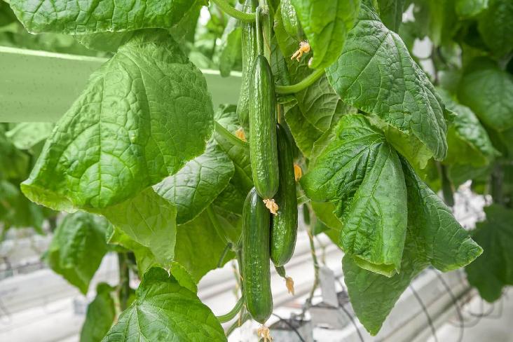 Использование Streptomyces sp. для улучшения качества экопочвы