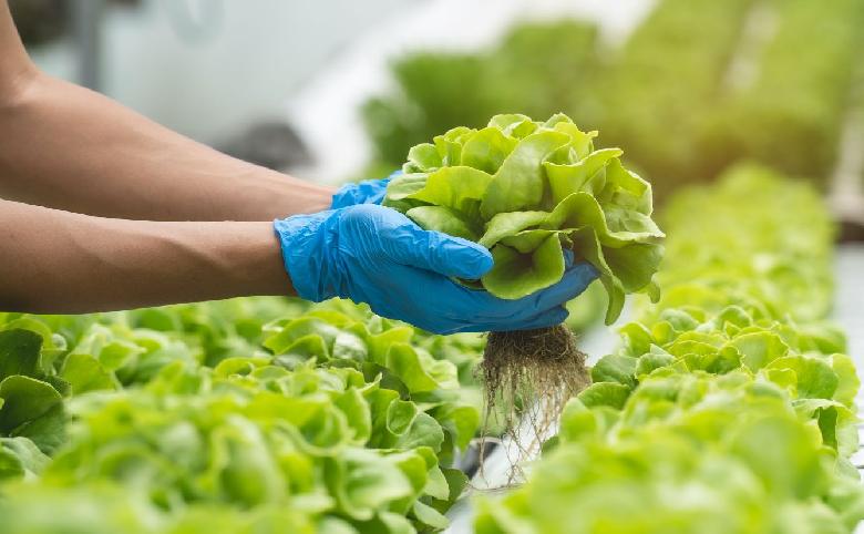 Агенты биологического контроля для формирования ризосферы салата