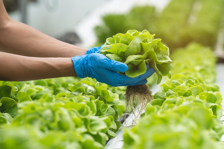 Гидропоника: биометод защиты салатов и зеленных культур
