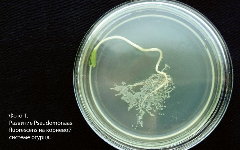 Колонизация корневой системы огурца бактериями Pseudomonas fluorescens