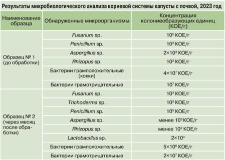 Картофель и овощи | Biom