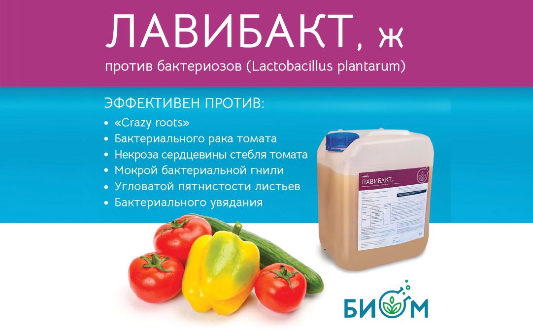 Молочнокислые бактерии в защите растений | BIOM
