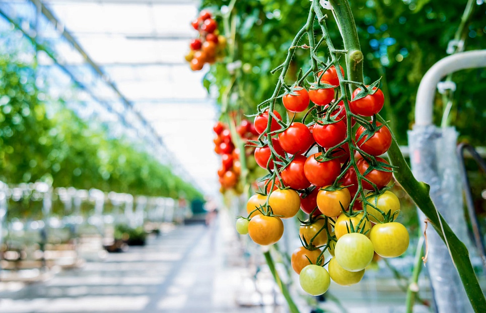 Сопровождение